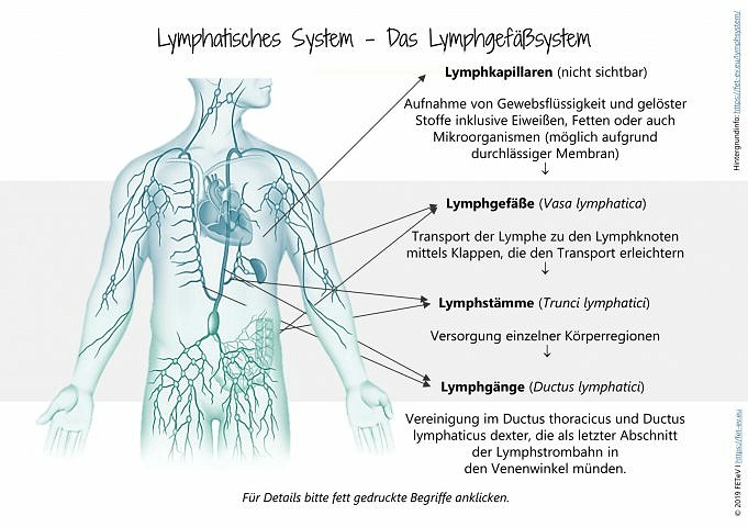 Een Gids Voor Lymfatische Gezondheid En Slaap